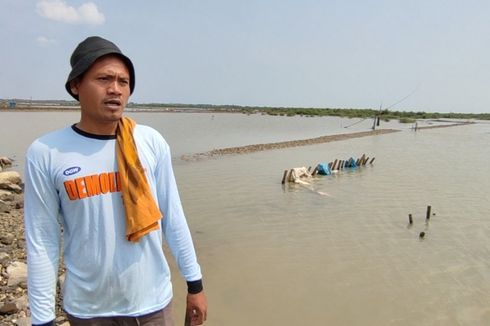 Lahan Terendam Banjir Rob, Petambak Cirebon Tak Dapat Produksi Garam 