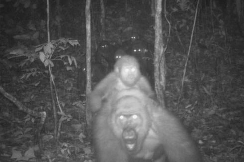 Momen Gorila Terlangka di Dunia Gendong Bayinya