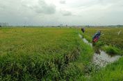 Petani Rorotan Sebut Panen Padi Tahun Ini Menurun Drastis Dibanding Tahun Lalu