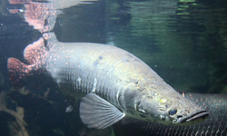 Migrasi Ikan Global Dilaporkan Turun Drastis, Populasinya Anjlok 81 Persen