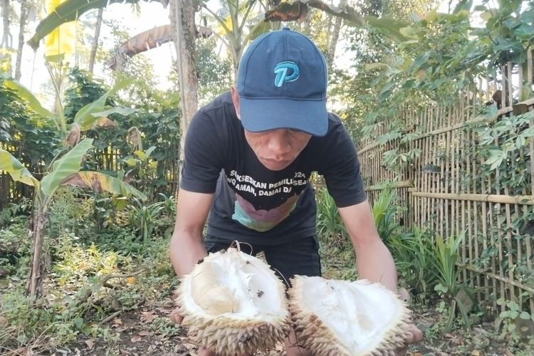 Panen Durian di Lumajang Menurun, Diduga Imbas Abu Vulkanik Semeru