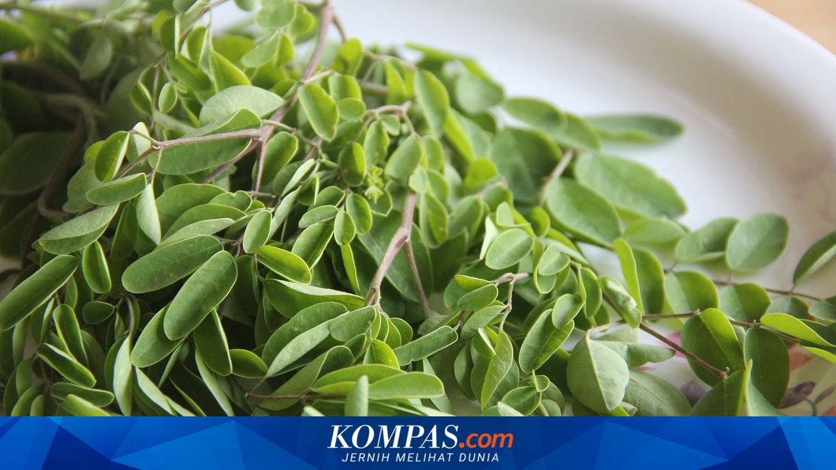 Berapa Takaran Makan Daun Kelor Setiap Hari? Berikut Penjelasannya…