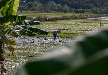 Wujudkan Swasembada Pangan, Pemerintah Optimalkan PLUT sebagai Pusat Ekosistem