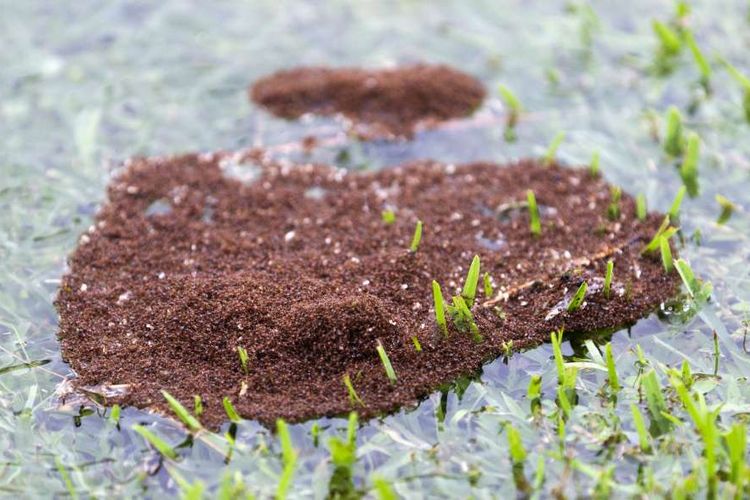 Koloni semut api yang menciptakan rakit untuk mengapung akibat Badai Harvey