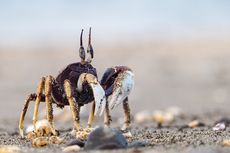 Kenapa Kepiting Berjalan Menyamping?