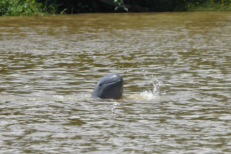 Saat Pembangunan Jembatan Riko-IKN Ancam Konservasi Pesut di Teluk Balikpapan