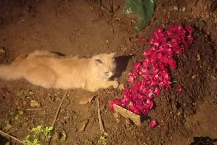 Tangkap layar video kucing persia duduk di kuburan yang masih basah bertabur bunga menjadi viral di India. Makam itu ternyata adalah kuburan saudara kucing tersebut. 
