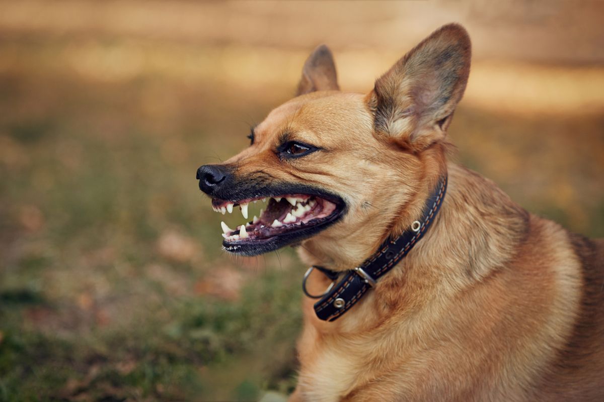 Ilustrasi anjing rabies. Penyakit rabies pada manusia, setelah terinfeksi tidak ada pengobatan yang efektif.