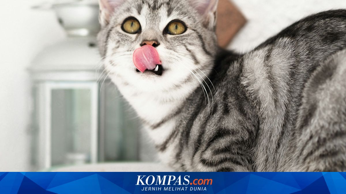 Video Viral Kucing Bawa Anak Musang ke Rumah, Naluri Predator atau Keibuan?