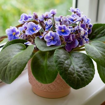 Ilustrasi bunga African violet.