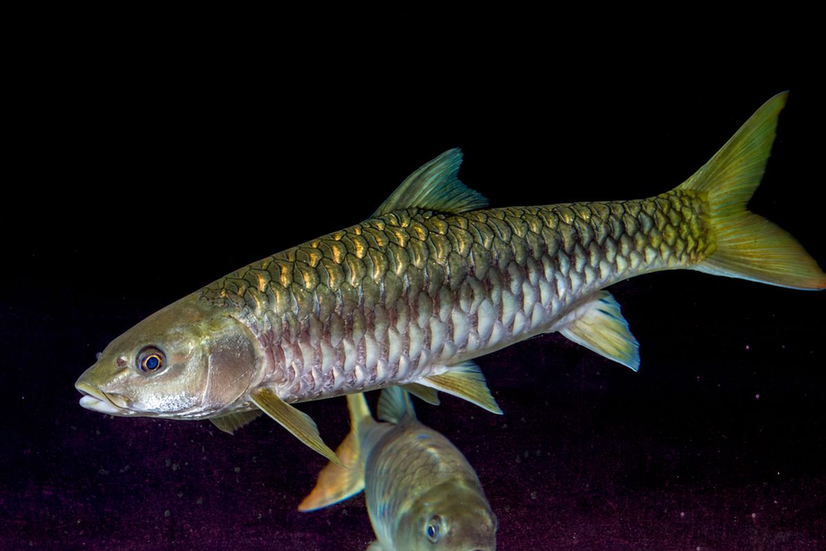 Ikan Dewa adalah jenis ikan air tawar yang banyak ditemukan di sejumlah perairan darat di Indonesia, terutama di Kalimantan, Sumatera dan Jawa. Ikan ini juga memiliki berbagai sebutan di setiap daerah.