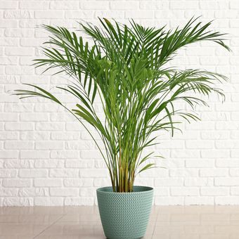 Ilustrasi tanaman hias areca palm.