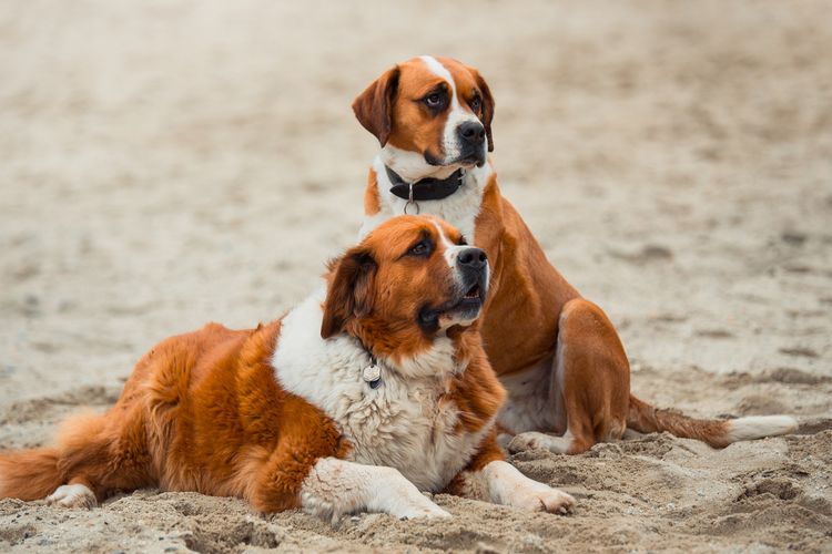 Ilustrasi anjing ras Saint Bernard. 