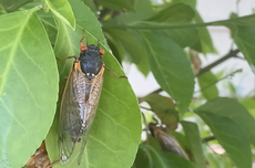 Kenapa Beberapa Serangga Cicada Hanya Muncul Sekali dalam 17 Tahun?