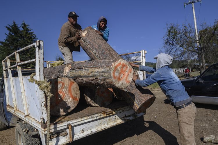 Tiga orang menurunkan muatan kayu dari bak truk pikap di Cheran, negara bagian Michoacan, Meksiko, 10 Desember 2019. Cheran yang lokasinya dikelilingi hutan, ladang jagung, dan padang rumput, berdiri tanpa negara dan memiliki sistem pemerintahan sendiri.