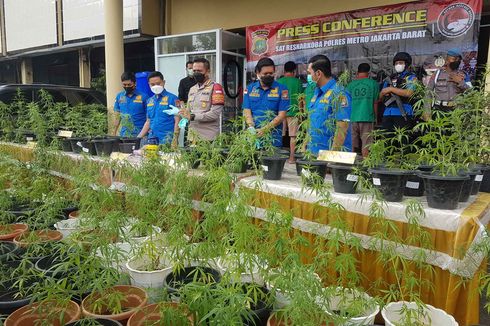 Polisi Tangkap Penanam Ganja Dalam Pot di Brebes, 300 Pot Ganja Diamankan