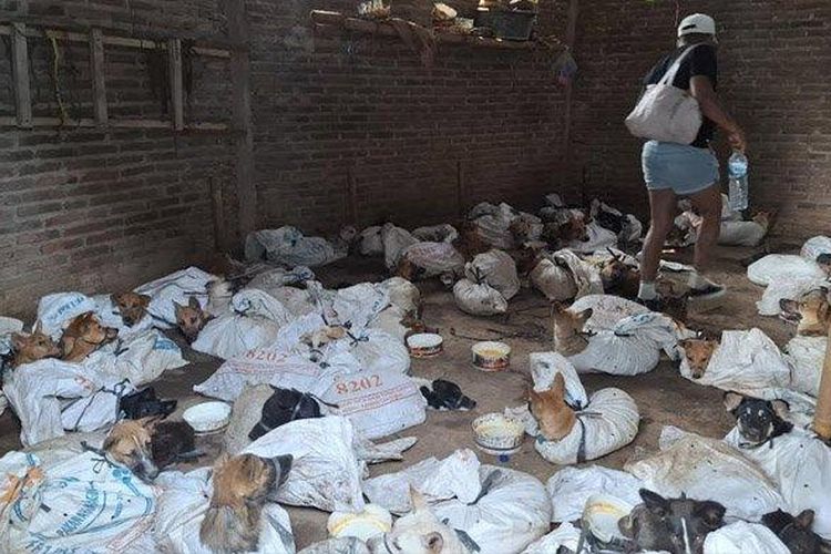 Komunitas Animals Hope Shelter Indonesia bersama polisi menggerebek sebuah rumah di Banyuwangi, Jawa Timur, yang diduga jadi tempat transit penyelundupan anjing, Sabtu (16/11/2024).