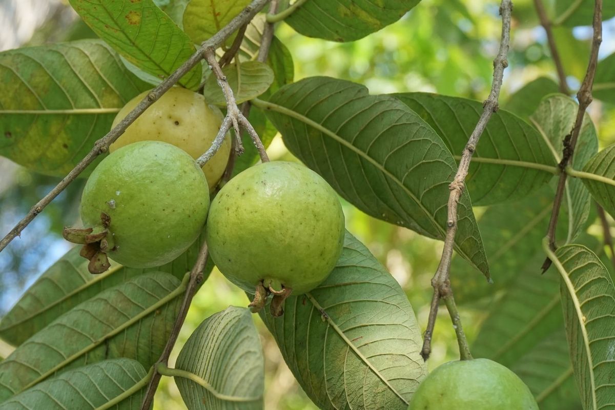 Ilustrasi jambu biji, pohon jambu biji.