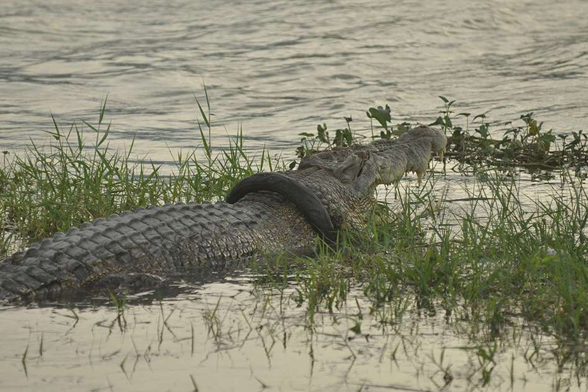 Seekor buaya liar yang terjerat ban sepeda motor berjemur di Sungai Palu, Sulawesi Tengah, Minggu (9/2/2020). Hasil investigasi pihak BKSDA Sulawesi Tengah menyebutkan ban sepeda motor yang menjerat leher buaya sejak tahun 2016 tersebut diduga sengaja dipasang oleh warga yang saat itu berhasil menangkap dan hendak menjadikan buaya tersebut sebagai peliharaan.