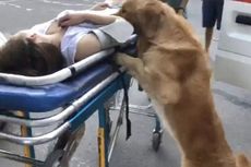 Majikannya Jatuh Pingsan, Anjing Ini Ikut Mengantar ke Rumah Sakit