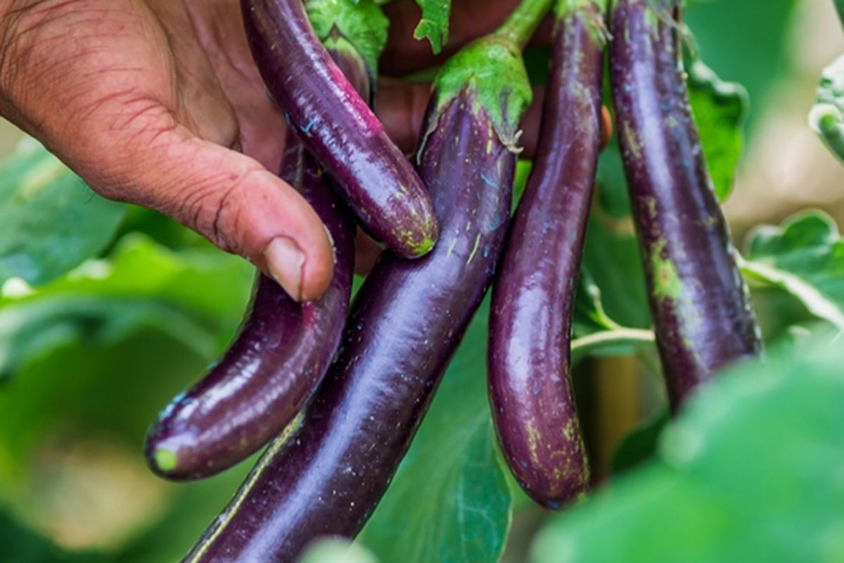 Ilustrasi menanam terong ungu, budidaya terong ungu. 