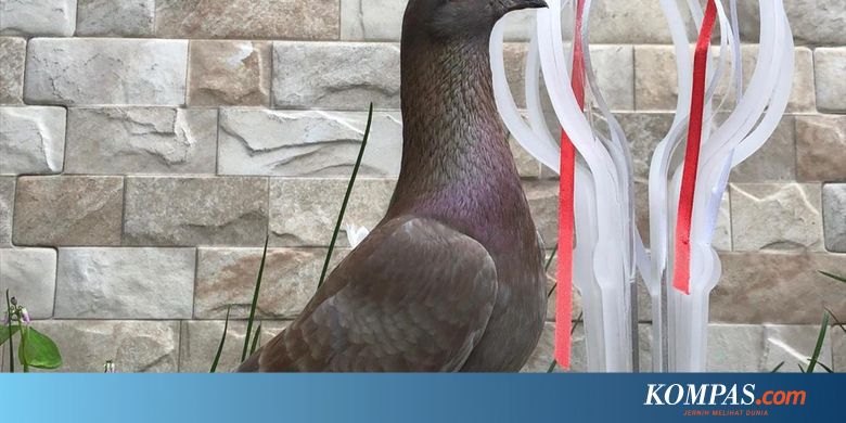 6 Fakta Jayabaya Merpati Termahal Seharga Rp 1 Miliar Yang Sering
