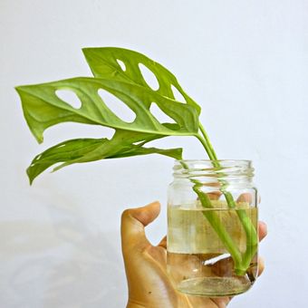 Setelah dipotong, letakkan batang yang berakar di botol kaca, vas atau gelas kaca yang diisi air.