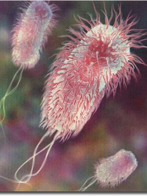 Escherichia coli adalah contoh bakteri saprofit yang kerap ditemui dalam usus makhluk hidup