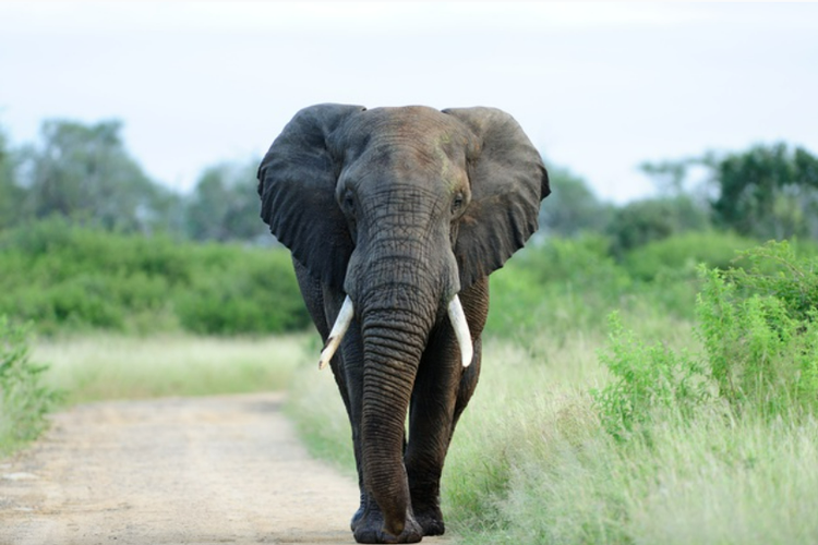 Gajah, salah satu hewan yang memiliki sifat pekerja keras