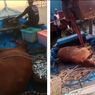 Sapi yang Ditemukan Nelayan di Perairan Kali Baru Diduga Lepas dari Pelabuhan Tanjung Priok