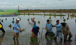 Kementan Fokus Penyediaan Infrastruktur Kebutuhan Lahan Rawa