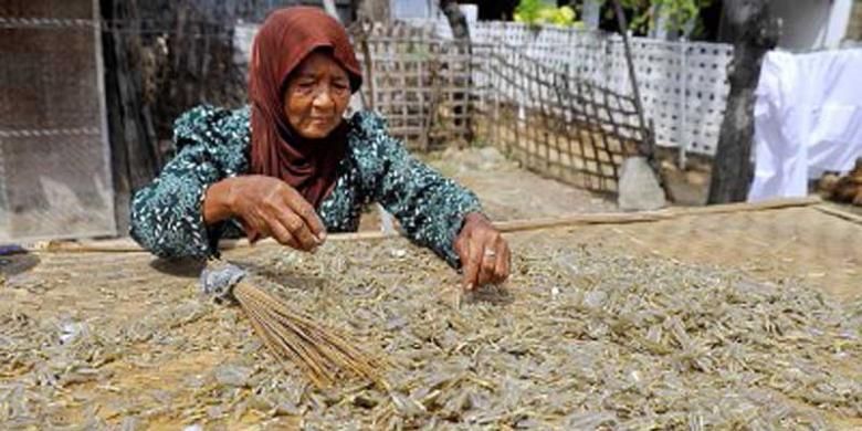 Pencari lorjuk menjemur lorjuk yang telah direbus. Setelah dikeringkan lorjuk dibuat beragam olahan makanan, sedangkan air rebusan dibuat menjadi petis.