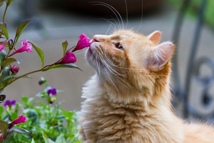 Ilustrasi kucing menghirup bunga.