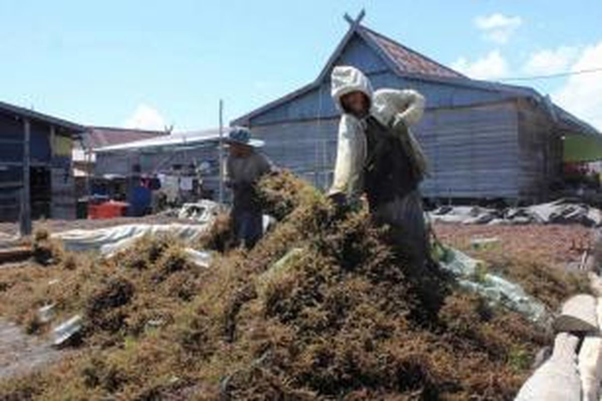 Petani rumput laut dikawasan Jl Tanjung Kabupaten Nunukan sedang memanen rumput laut.