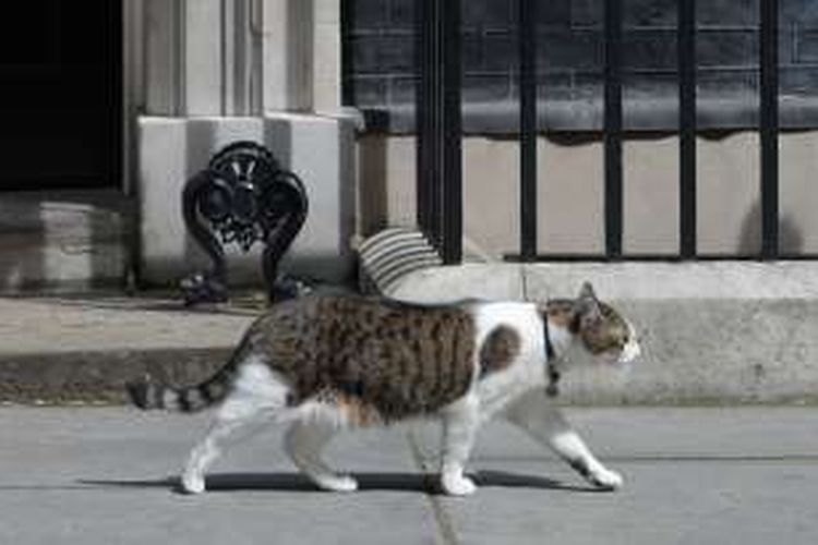 Larry si kucing, sudah tinggal di Downing Street 10 sejak 2011.