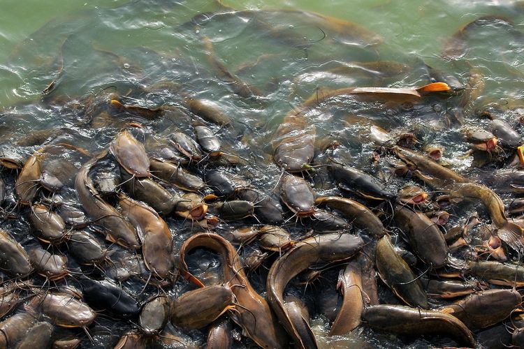 Tips Budidaya Ikan Lele di Kolam Terpal, Apa yang Perlu Diperhatikan?