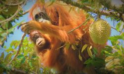Batang Toru dan Ujian Keberlanjutan di Sumatra Utara