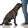 Mengapa Anjing Suka Mengendus Selangkangan?