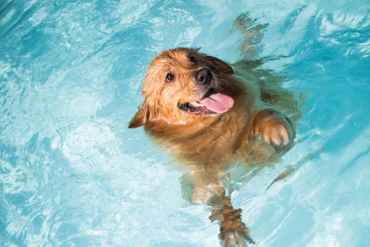 Ilustrasi anjing berenang