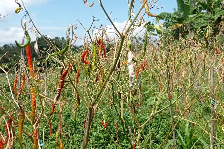 Tanaman cabai milik petani di Desa Bogoarum Kabupaten Magetan yang terserang penyalit patek. Gagal panen mmebuat harga cabai di Kabupaten Magetan stabil diharga Rp 100.000.