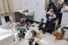 Tinggal Bersama 480 Kucing dan 12 Anjing, Wanita Ini Habiskan Rp 109 Juta Per Bulan