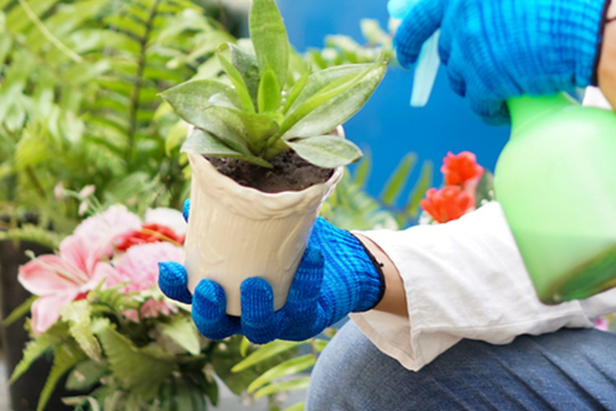 Ilustrasi menyemprotkan pupuk.