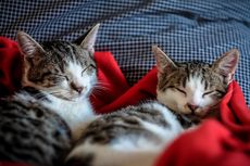 5 Fakta Tentang Kebiasaan Tidur pada Kucing