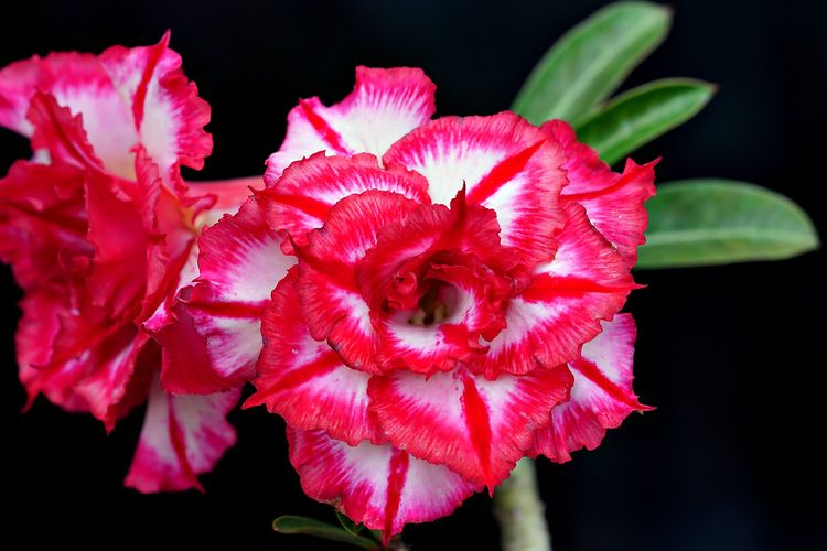 Ilustrasi bunga adenium. 