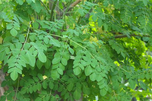 Cara Membuat Pupuk Organik dari Daun Kelor dengan Mudah