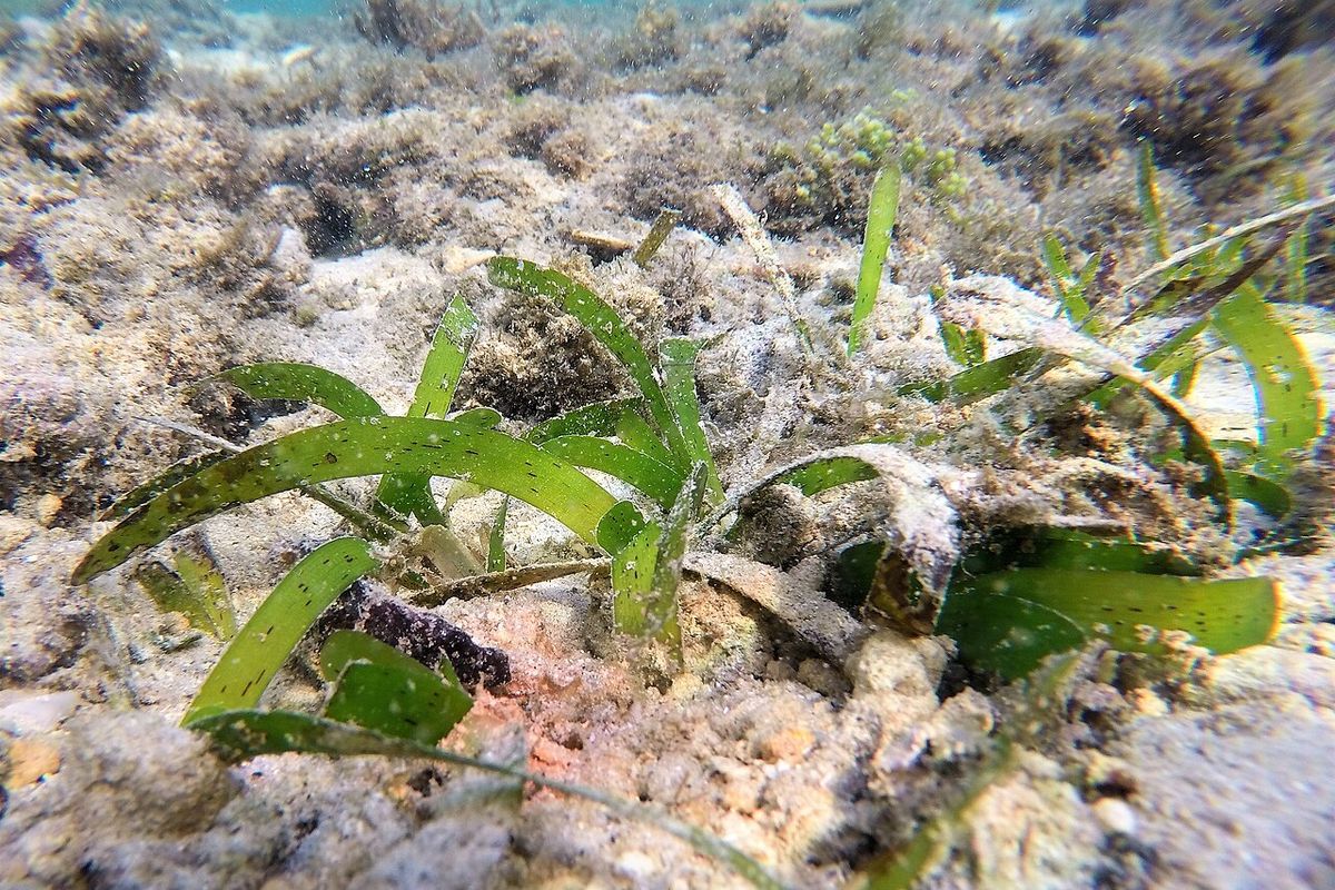 Riset BRIN menemukan faktor emisi karbon lamun di Jawa dan Sumatera tertinggi di Indonesia akibat tekanan pesisir tinggi.