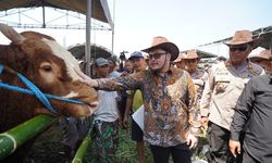 Populasi Sapi Kediri Tembus 216.000 Ekor, Mas Dhito Bidik Predikat Kontes Ternak Terbaik se-Jatim