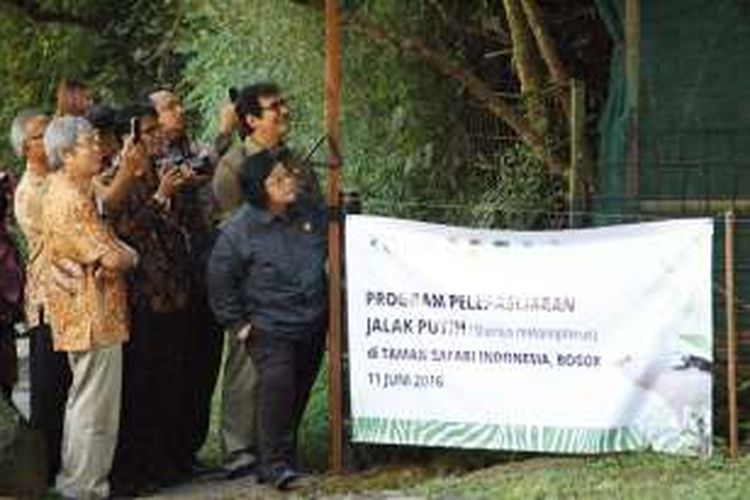 Menteri Lingkungan Hidup dan Kehutanan Siti Nurbaya Bakar saat melepas 40 ekor burung Jalak Putih di kawasan Taman Safari Indonesia, Sabtu (11/6/2016). Burung Jalak Putih termasuk ke dalam satwa yang dilindungi sesuai Peraturan Pemerintah Nomor 7 Tahun 1999 tentang Pengawetan Jenis Tumbuhan dan Satwa serta Undang-Undang Nomor 5 Tahun 1994, di mana burung jenis ini dinyatakan berstatus kritis (critically endangered) oleh IUCN.