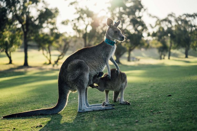 Anak kanguru yang berusaha masuk ke dalam kantong yang berada di perut induknya. 