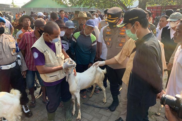 TINJAU PASAR—Bupati Madiun, Ahmad Dawami memantau petugas mengecek kesehatan hewan ternak yang dijual pasar hewan Muneng di Kecamatan Pilangkenceng, Kabupaten Madiun, Jawa Timur pekan lalu.